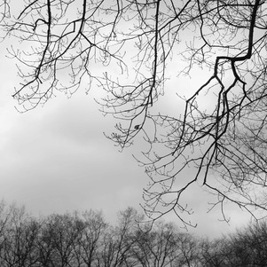 The great tit (Bogatka zwyczajna) on a tree