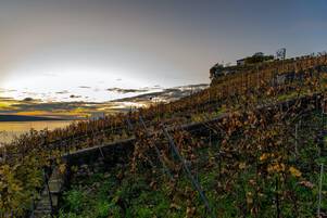 Vineyards near Geneva Lake