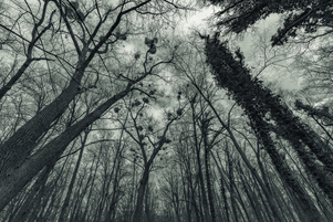 Trees 1, Bolko Island, Opole