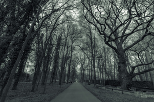 Trees 2, Bolko Island, Opole