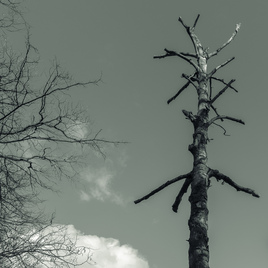 Trees 3, Bolko Island, Opole