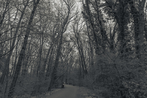 Trees 4, Bolko Island, Opole