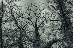 Trees 5, Bolko Island, Opole