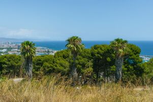 One, two, three - Palm Tree!