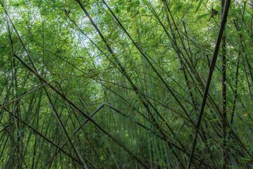 Bamboo on the trail from Geumjeongsanseong Fortress