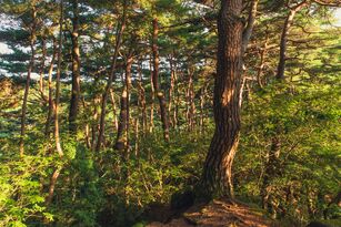 Korean red pine trees in Donghwasa Temple