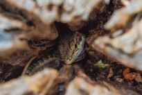 Lizard in a tree