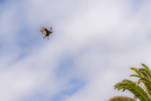 Turkey vulture