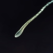 SpaceX Falcon 9 Octaweb, Goleta, California