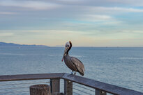 Brown Pelican at Stearnswharf (Santa Barbara)