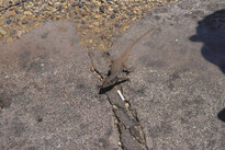 Fauna at Teide teleferico