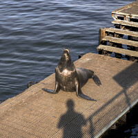 Sea lion in Antofagasta