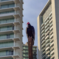 Turkey vulture (Cathartes aura)